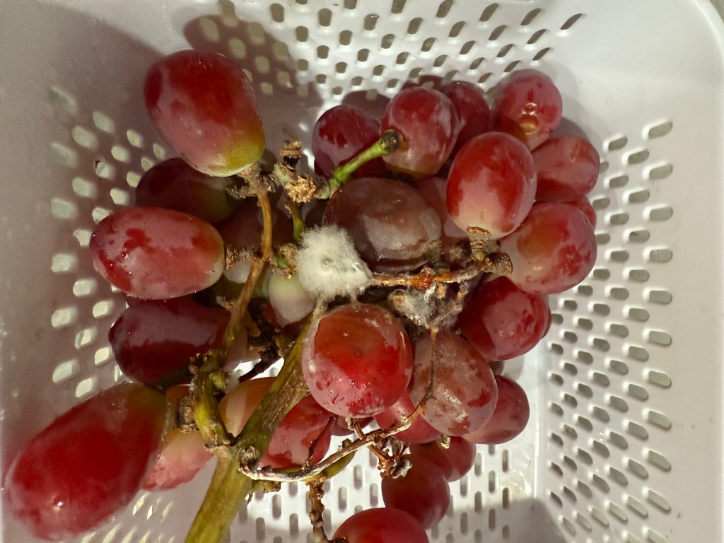 A close-up of a cluster of grapes in a colander, showing signs of mold on some of the fruits.