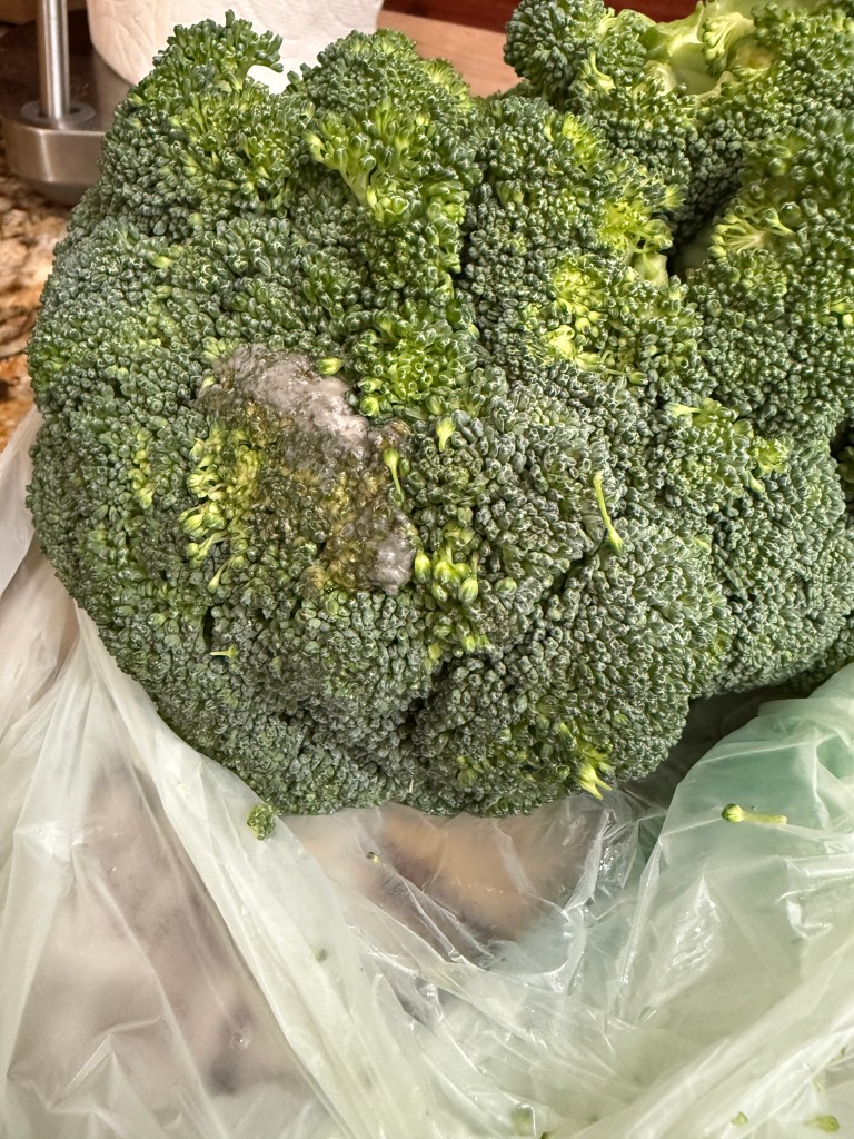 Close-up of a head of broccoli showing signs of mold and spoilage, resting in a plastic bag.